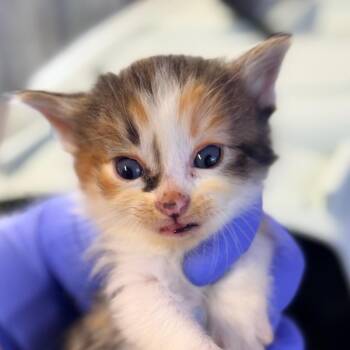 Domestic Medium Hair Cats Available for Adoption in Redwood Valley, California - Toasty | PetCurious