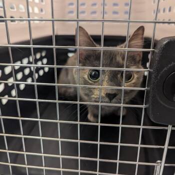 Izzy -  Domestic Short Hair Cat for Adoption in Charlottesville, Virginia - Izzy | PetCurious