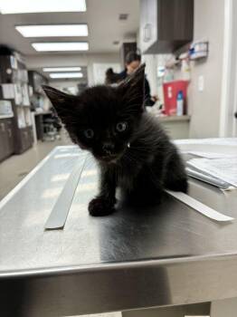 Beignet -  Domestic Short Hair Cat for Adoption in Marietta, Georgia - Beignet | PetCurious