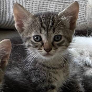 Lars -  Domestic Short Hair Cat for Adoption in Evansville, Indiana - Lars | PetCurious