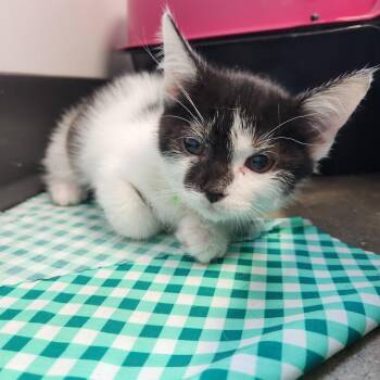 Harry -  Domestic Short Hair Cat for Adoption in Fort Wayne, Indiana - Harry | PetCurious