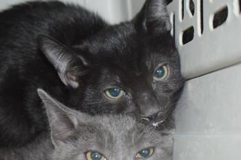 Sammy -  Domestic Short Hair Cat for Adoption in Pahrump, Nevada - Sammy | PetCurious
