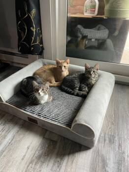 Garfield -  Domestic Short Hair Cat for Adoption in East Greenville, Pennsylvania - Garfield | PetCurious