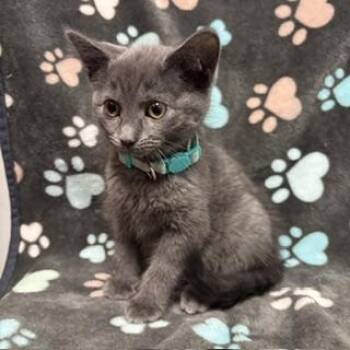 Sue -  Domestic Short Hair Cat for Adoption in Janesville, Wisconsin - Sue | PetCurious