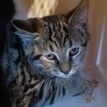 Britannia -  Domestic Short Hair Cat for Adoption in Lynchburg, Virginia - Britannia | PetCurious