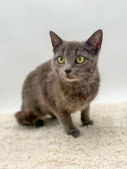 Domestic Short Hair Cats Available for Adoption in Bowling Green, Kentucky - Julia | PetCurious