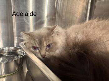 Ragdoll Cats Available for Adoption - Adelaide | PetCurious