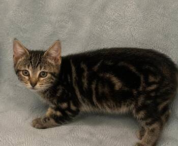 Galaxy -  Domestic Short Hair Cat for Adoption in Columbia, Tennessee - Galaxy | PetCurious