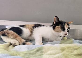 Eloise -  Calico Cat for Adoption in Dickson, Tennessee - Eloise | PetCurious