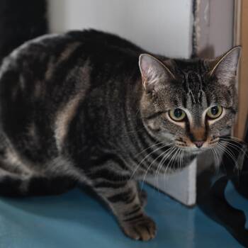 Ophelia -  Domestic Short Hair Cat for Adoption in Liverpool, Texas - Ophelia | PetCurious