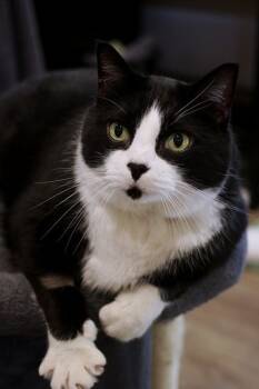 Rescue Domestic Short Hair Cats for Adoption in Portland, Oregon - Barry | PetCurious