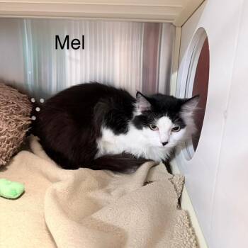 Mel -  Domestic Short Hair Cat for Adoption in Knoxville, Tennessee - Mel | PetCurious
