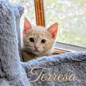 Terresa...ginger fur, gentle heart, endless possibilities -  Domestic Short Hair Cat for Adoption in Murfreesboro, Tennessee - Terresa...ginger Fur, Gentle Heart, Endless Possibilities | PetCurious