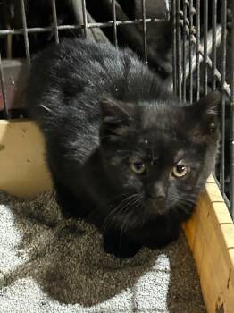 DeSoto -  Domestic Short Hair Cat for Adoption in Cloquet, Minnesota - DeSoto | PetCurious