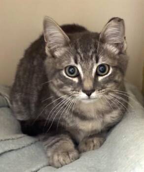 JEAN LUC -  Domestic Short Hair Cat for Adoption in Dedham, Massachusetts - JEAN LUC | PetCurious