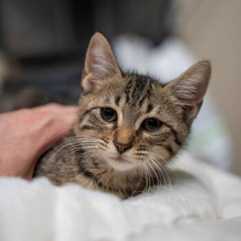 Luigi -  Domestic Short Hair Cat for Adoption in Gainesville, Georgia - Luigi | PetCurious
