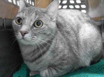 DORIS DUFOUR -  Domestic Short Hair Cat for Adoption in Omaha, Nebraska - DORIS DUFOUR | PetCurious