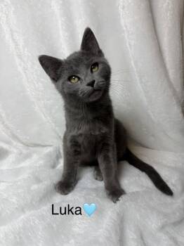 Rescue Domestic Short Hair Cats for Adoption in Copley, Ohio - Luca | PetCurious