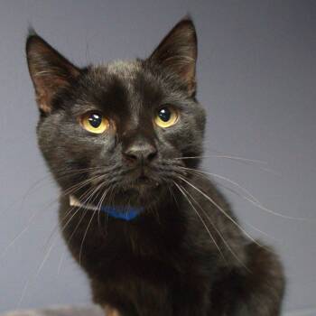 Cheshire -  Domestic Short Hair Cat for Adoption in Lakeland, Florida - Cheshire | PetCurious