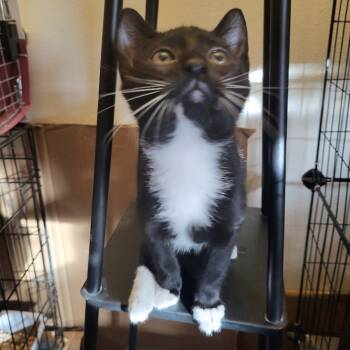 Rescue Domestic Short Hair Cats for Adoption in Estacada, Oregon - Boots | PetCurious