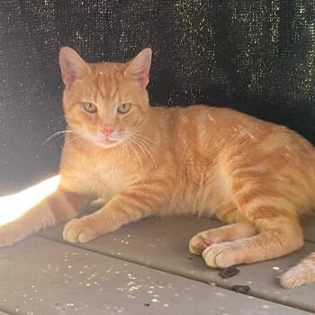 Willie 8/3 -  Domestic Short Hair Cat for Adoption in Huntington, West Virginia - Willie 8/3 | PetCurious