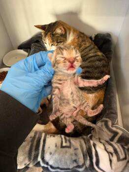 Domestic Short Hair Cats Available for Adoption in Douglasville, Georgia - Magnolia | PetCurious
