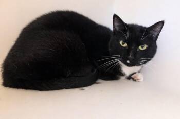 Domestic Short Hair Cats Available for Adoption - Oreo | PetCurious