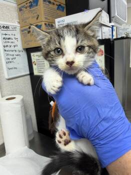 Fire -  Domestic Short Hair Cat for Adoption in Pomona, New York - Fire | PetCurious