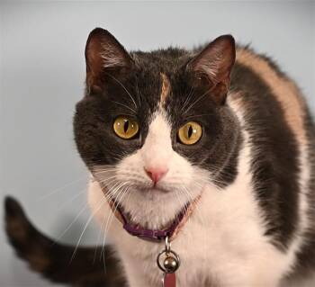 Rescue Domestic Short Hair Cats for Adoption in Loveland, Colorado - DANA | PetCurious