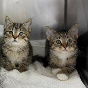 Sioux -  Domestic Short Hair Cat for Adoption in Mount Vernon, Ohio - Sioux | PetCurious