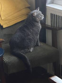 Domestic Short Hair Cats Available for Adoption - Gerty | PetCurious