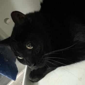 Rescue Domestic Short Hair Cats for Adoption in Dallas, Texas - Scout | PetCurious