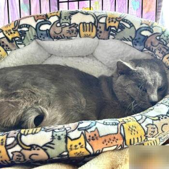 Domestic Short Hair Cats Available for Adoption in Austin, Texas - Grover | PetCurious