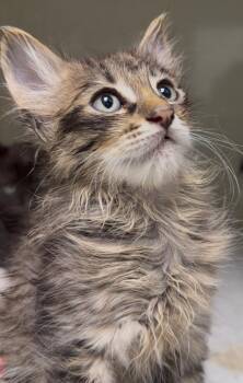Domestic Medium Hair Cats Available for Adoption in Seattle, Washington - Klein | PetCurious