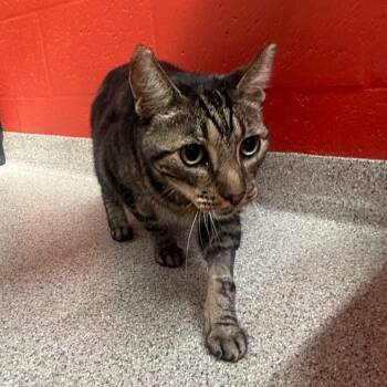 Handsome -  Domestic Short Hair Cat for Adoption in Sarasota, Florida - Handsome | PetCurious