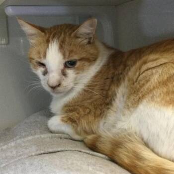 Slick -  Domestic Short Hair Cat for Adoption in Redwood City, California - Slick | PetCurious