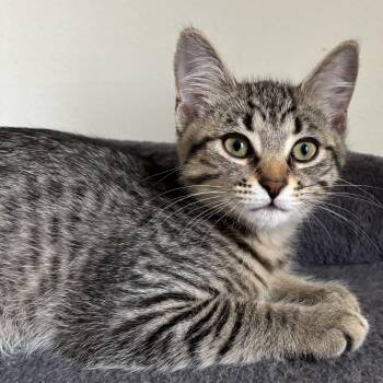Gordie -  Domestic Short Hair Cat for Adoption in Pickering, Ontario - Gordie | PetCurious