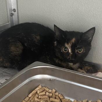 Esther -  Domestic Short Hair Cat for Adoption in Chattanooga, Tennessee - Esther | PetCurious