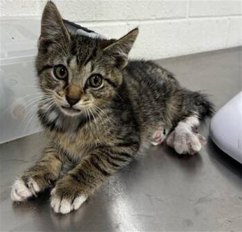 AUGUSTINE -  Domestic Short Hair Cat for Adoption - AUGUSTINE | PetCurious