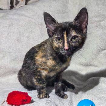 Pudding -  Domestic Short Hair Cat for Adoption in San Diego, California - Pudding | PetCurious