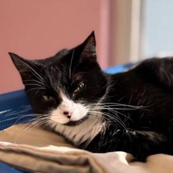 LL -  Domestic Short Hair Cat for Adoption in Largo, Florida - LL | PetCurious