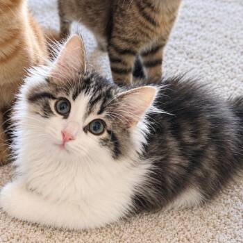 Sesame -  Domestic Medium Hair Cat for Adoption in Parkersburg, West Virginia - Sesame | PetCurious