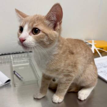 Cutie -  Domestic Short Hair Cat for Adoption in Nashville, Tennessee - Cutie | PetCurious