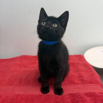 Countess Crumpet -  Domestic Short Hair Cat for Adoption in Clavet, Saskatchewan - Countess Crumpet | PetCurious