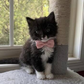 Olive -  Domestic Medium Hair Cat for Adoption in Madison, Wisconsin - Olive | PetCurious