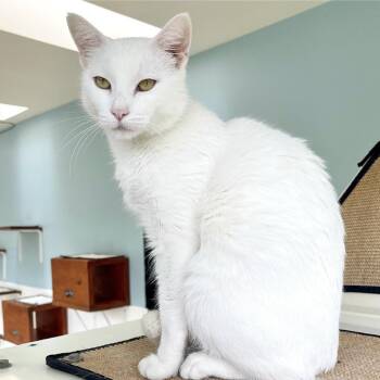 Betty White -  Domestic Short Hair Cat for Adoption in Riverwoods, Illinois - Betty White | PetCurious