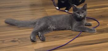 Rescue Domestic Medium Hair Cats for Adoption in Newberg, Oregon - Kenny | PetCurious