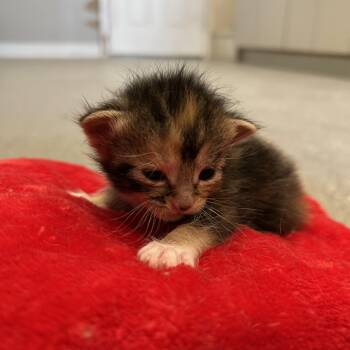 Meadow -  Domestic Short Hair Cat Available for Adoption in Seward, Nebraska - Meadow | PetCurious