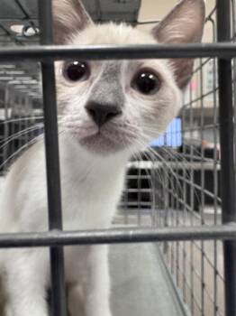 KATE -  Domestic Short Hair Cat for Adoption in Las Vegas, Nevada - KATE | PetCurious