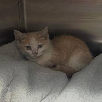 Story -  Domestic Short Hair Cat for Adoption in Chattanooga, Tennessee - Story | PetCurious